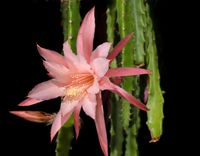 Aporophyllum Lily