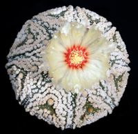 Astrophytum asterias cv Hanazono 