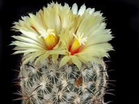 Coryphantha scolymoides