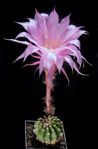 Echinopsis hyb Gr&auml;ser 25