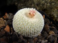 Epithelantha spec Coahuila