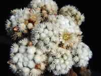 Mammillaria gracilis SnowCup