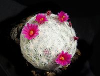 Mammillaria humboldtii-Jungpflanze