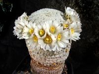 Mammillaria pectinifera-30 Jahre alt