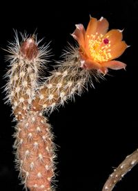 Pterocactus valentinii SAR 543-4