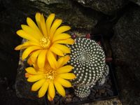 Rebutia krainziana cv aureiflora