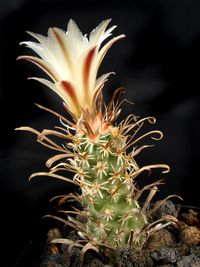 Sclerocactus papyracanthus FH 083
