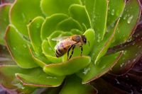 Biene auf Aeonium
