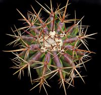 Echinocactus platiacanthus ingens