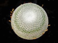Mammillaria pseudoperbella