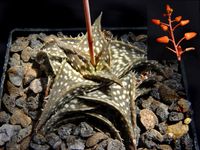 Aloe descoingsii ssp descoingsii