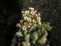 Crassula ausensis ssp titanopsis