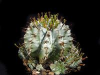 Euphorbia horrida var striata