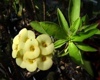Euphorbia milii gelb