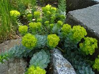 Euphorbia nelsinites