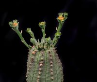 Euphorbia obesa hyb
