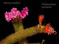 Akersia roeiflora + Winterocereus aureispinus 