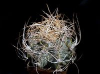 Astrophytum capricorne v crassispinus 