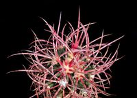 Echinocactus polycephalus Lz023