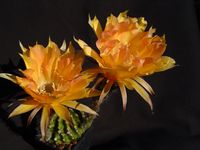 Echinopsis hyb Apfelsine
