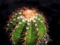 Melocactus matanzanus Jungpflanze