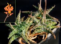 Aloe descoingsii v angustina