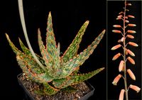 Aloe zebrina cv Danyz 